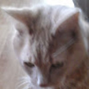 Meet your Posher, Sylvester